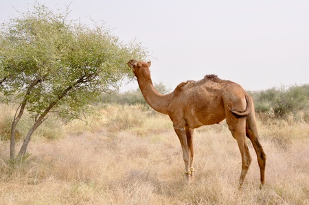 Camel, Jaisalmer (India)の写真素材