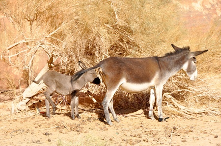 Donkeyの写真素材