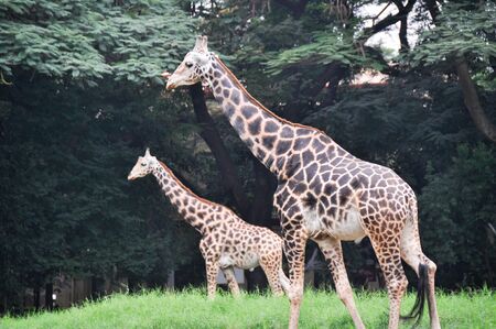 Giraffe walking through the grasslandsの写真素材
