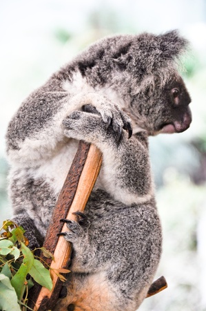 Koala in a treeの写真素材