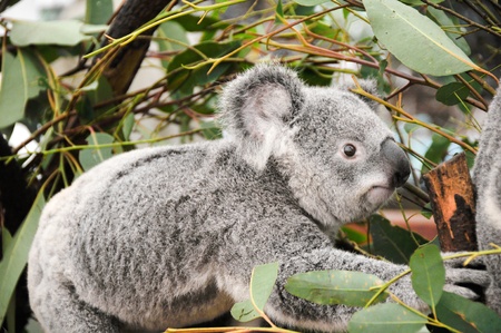 Koala in a treeの写真素材