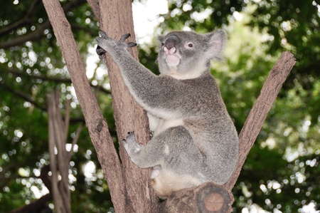 Koala in a treeの写真素材