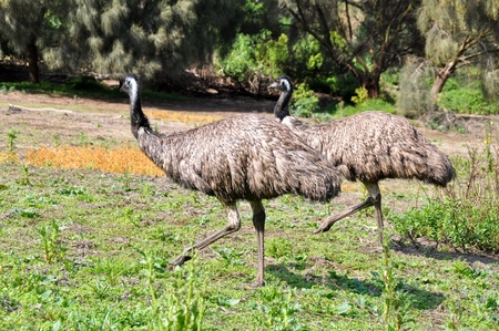 Australian emus at Tower Hill wildlife reserveの写真素材