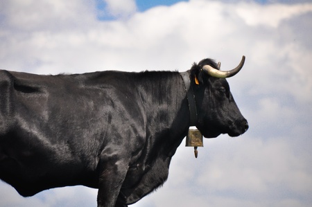 Fighting bullの写真素材