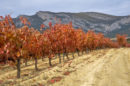 Vineyards at Autumn, Alava  Spain の写真素材