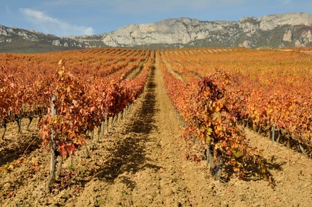 Vineyard at Autumn, La Rioja  Spain の写真素材