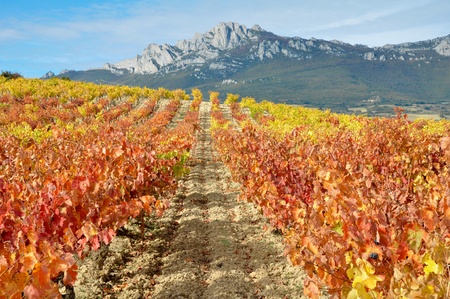 Vineyard at Autumn, La Rioja  Spain  の写真素材