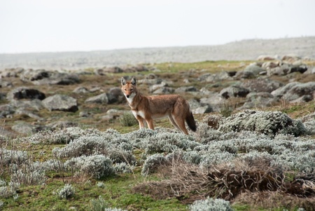 Simien wolf