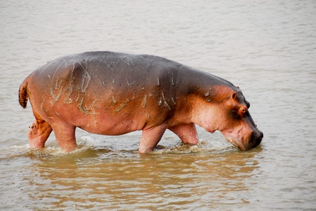Hippopotamus injured の写真素材