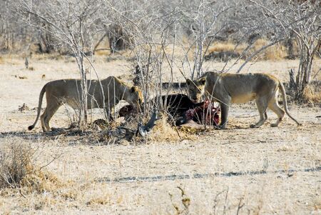 Lionesses hunting, Tanzaniaの写真素材