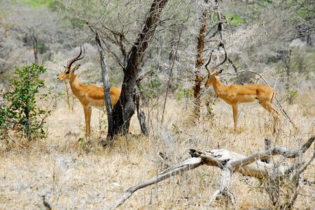 Impalasの写真素材