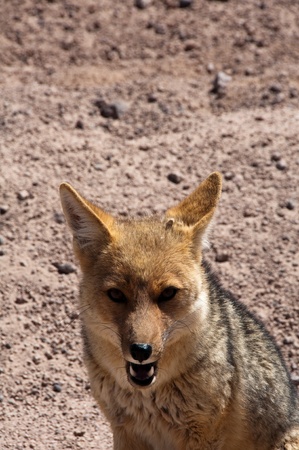 Fox andeanの写真素材