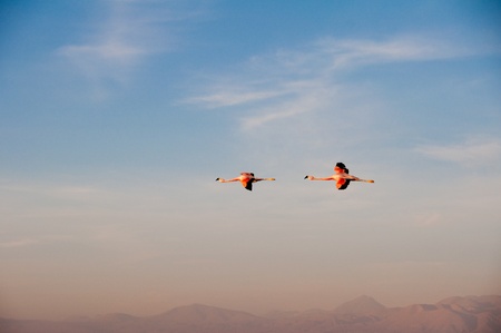 Flamingos flying, Atacama salt flat (Chile)の写真素材