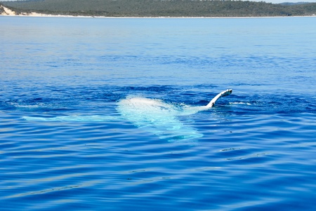 Humpback Whale in Australiaのeditorial素材