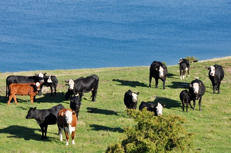 Cows near a lake