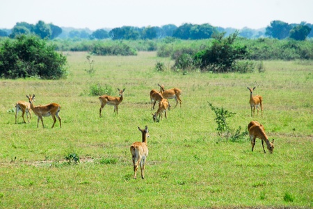 Uganda Kob herd, Queen Elizabeth National Park, Ugandaの写真素材