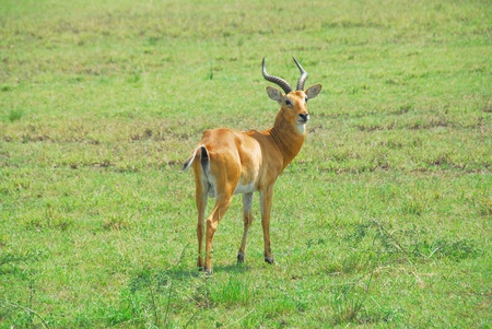 Uganda Kob, Queen Elizabeth National Park, Ugandaの写真素材