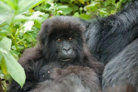 Baby Mountain Gorilla in Volcano National Park  Rwanda の写真素材