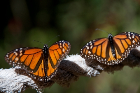 Monarch Butterfly Biosphere Reserve, Michoacan,  Mexico  の写真素材