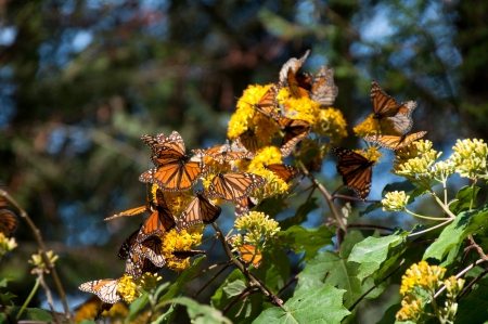 Monarch Butterfly Biosphere Reserve, Michoacan,  Mexico  の写真素材