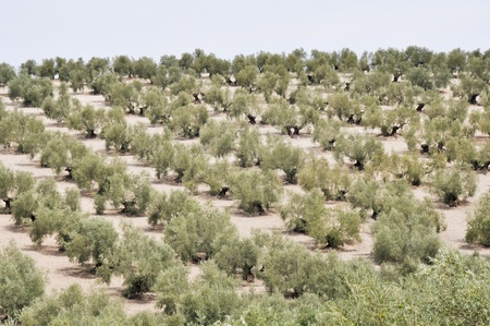 Plantation of olive trees, Andalusia, Spainの写真素材