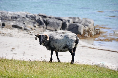 Sheep near the sea, Mannin Bay  Ireland の写真素材
