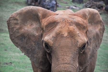 Closeup portrait of an  african elephant