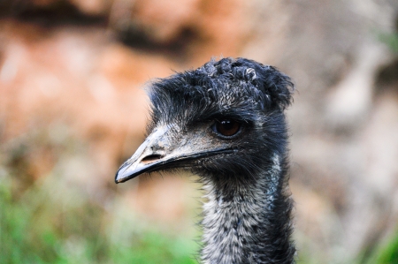 Closeup portrait of an emuの写真素材