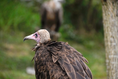 Lappet-faced Vultureの写真素材