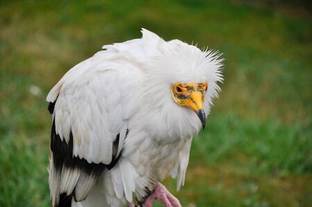 Closeup portrait of a Egyptian Vultureの写真素材