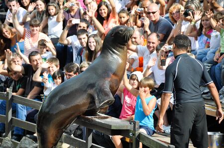 Sea Lion in a marine showのeditorial素材