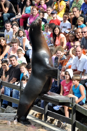 Sea Lion in a marine showのeditorial素材