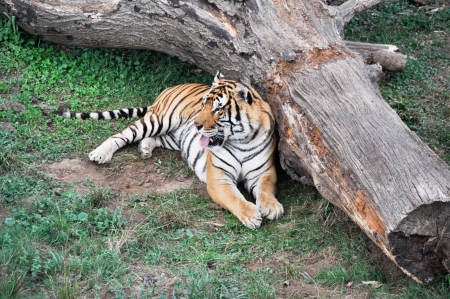 Bengal Tigerの写真素材