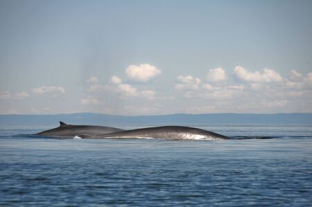 Fin whales, St Lawrence river, Quebec  Canada の写真素材