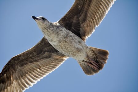 Sea Gull in Flight, Santa Monica, USAの写真素材
