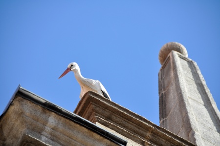 White stork on a belfry, Alcala de Henares, Madrid, Spainの写真素材