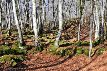 Beech forest on Mount Santiago, Spainの写真素材