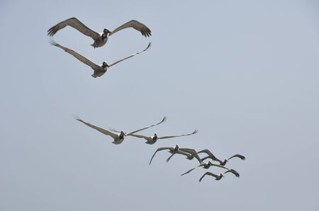 Pelicans in Flight at Malibu Beach, Californiaの写真素材