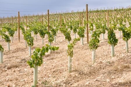 Vineyard at La Rioja, Spainの写真素材