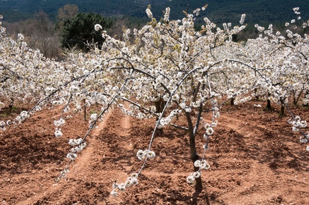 Cherry blossoms, Caderechas valley, Spain 
