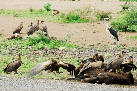 Vultures eating a dead horseの写真素材