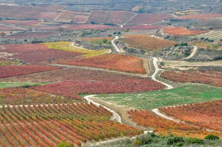 Vineyards In Autumn, La Rioja, Spainの写真素材