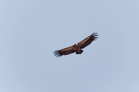Vulture flying across the sky