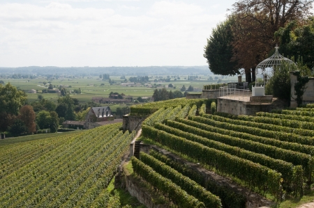 Vineyard at Saint-Emilion, Franceの写真素材