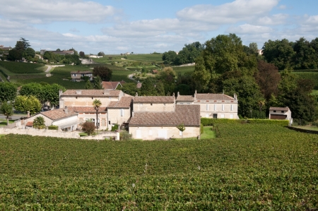 Vineyard at Saint-Emilion, France