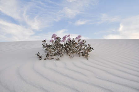 White Sands National Monument, New Mexico, USAの写真素材