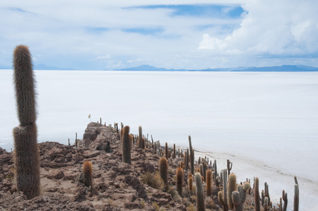Incahuasi island in Salar de Uyuni, Boliviaの写真素材