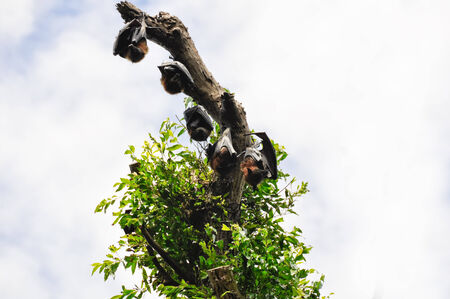 Flying foxes hang in a tree, Botanical Gardens of Sydneyのeditorial素材