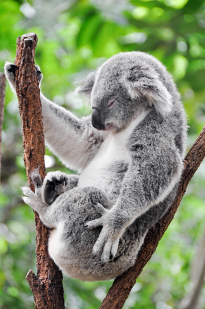 Koala having a restの写真素材