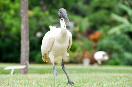 Australian White Ibis, Threskiornis moluccusの写真素材